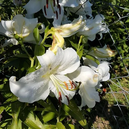 公寓 A11villetta Vista Bellissima *